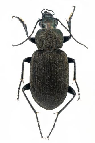 Réf. 298 812 : Chlaenius tristis